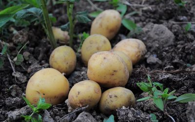 Grow Bags For Potatoes: How To Grow Potatoes Properly?