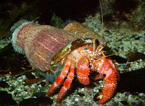 Coconut Fiber for Hermit Crabs