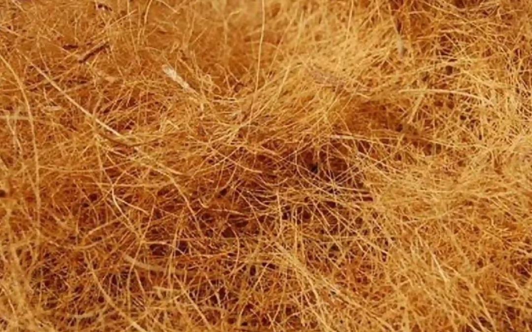 Coconut Fiber Wholesale