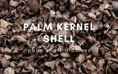 Palm Kernel Shell Benefits: Sustainable Resource for Energy and Industry