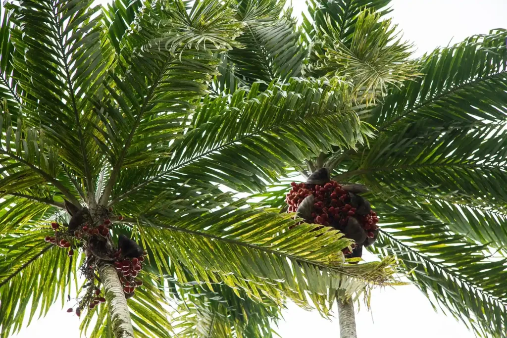 Palm Peat for Sale