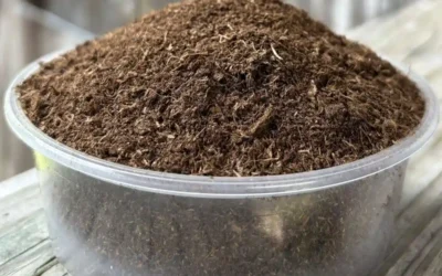 Palm Peat for Sale: Sustainable Growing Medium for Modern Agriculture