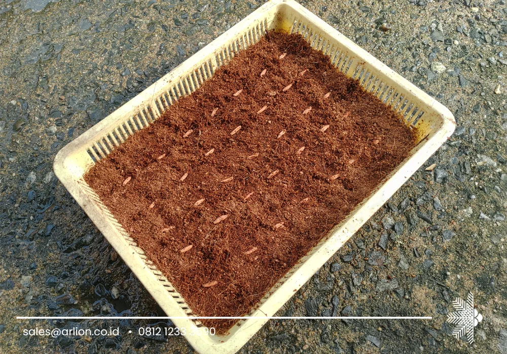 Cocopeat for Sale