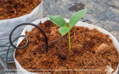 Coconut Peat Exporter: Reliable Partner for Sustainable Growing Media