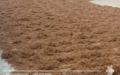 Export Cocopeat Worldwide: Delivering Sustainable Growing Media Across Global Markets