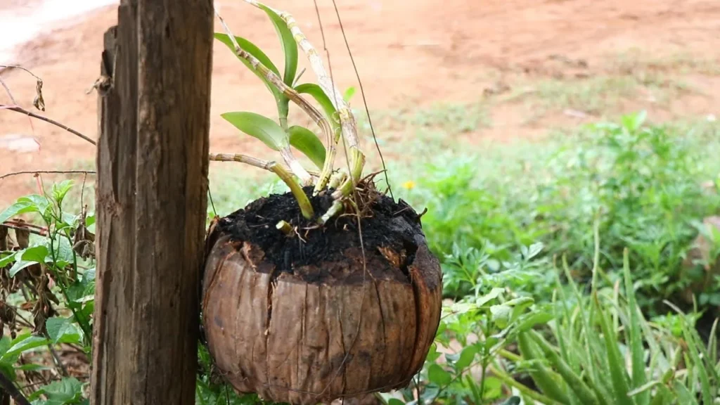 Coco Pot Manufacturer