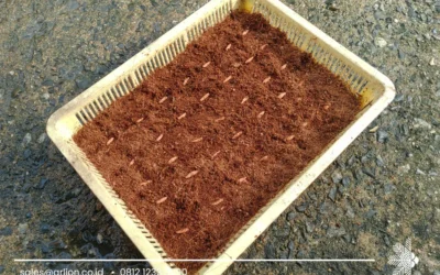 Low EC Cocopeat Supplier for Premium Growing Media Solutions