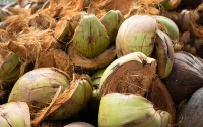 Coconut Husk for Gardening: A Sustainable Choice for Healthier Plants
