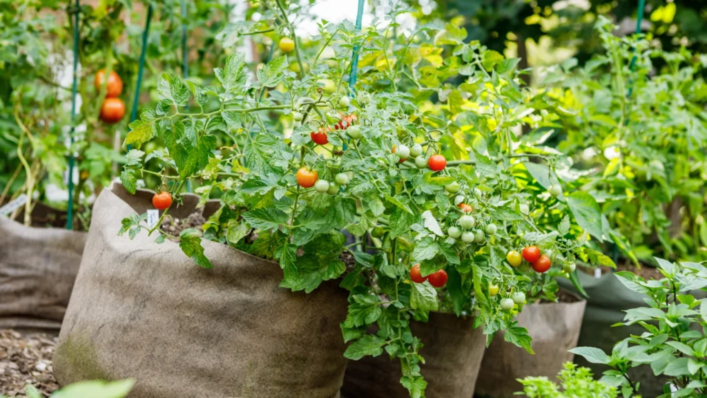 Cocopeat for Hydroponics Guide