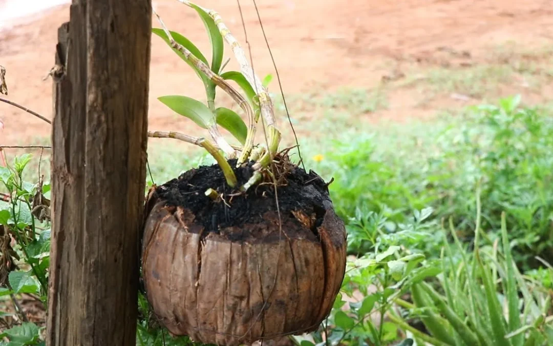Cocopeat for Hydroponics Guide